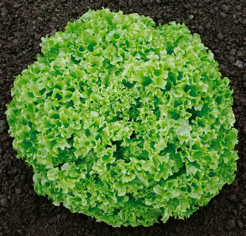 BIONDI Open Pollinated Curled Leaf Lettuce Seeds for Gardening and Farming