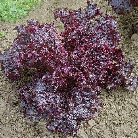 CORALY Open Pollinated Batavia Leaf Lettuce Seeds for Gardening and Farming