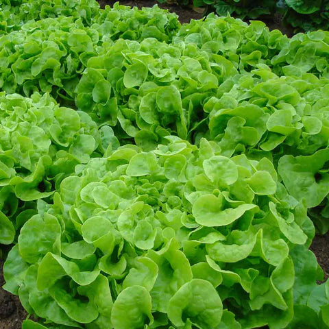 GREEN PICK Open Pollinated Oakleaf Lettuce Seeds for Gardening and Farming