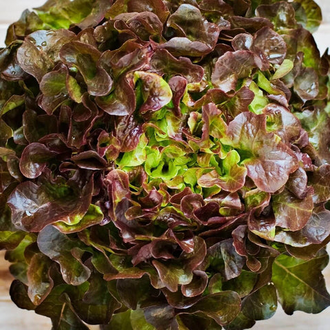 RED PICK Open Pollinated Oakleaf Lettuce Seeds for Gardening and Farming