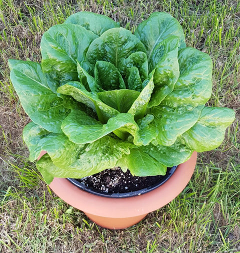 Lettuce - ROMINO - Hortinova Seeds
