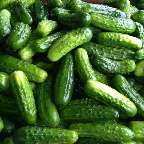 BODINA F1 Hybrid Cucumber Seeds for Gardening and Farming