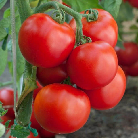 AIDA F1 Hybrid Round Tomato Seeds for Gardening and Farming