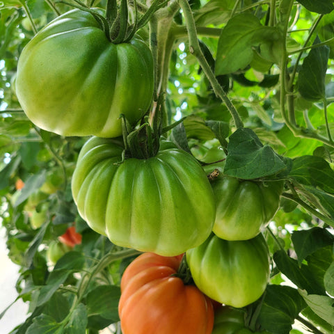 PALOMA F1 Hybrid Heirloom Tomato Seeds for Gardening and Farming