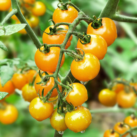 YELLOW BAMBY F1 Hybrid Cherry Tomato Seeds for Gardening and Farming
