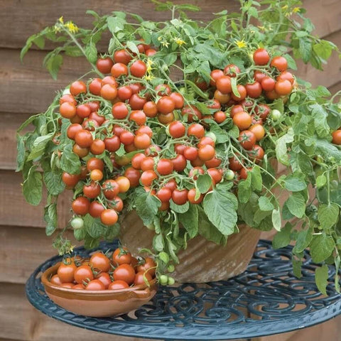 BALCONY RED F1 Hybrid Cherry Tomato Seeds for Gardening