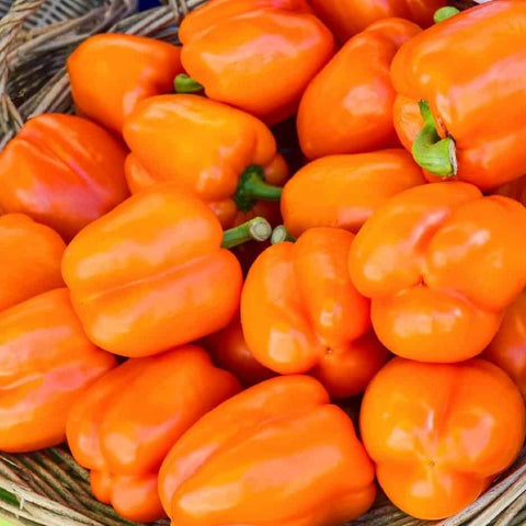 GOURMET Open Pollinated Bell Pepper Seeds for Gardening and Farming