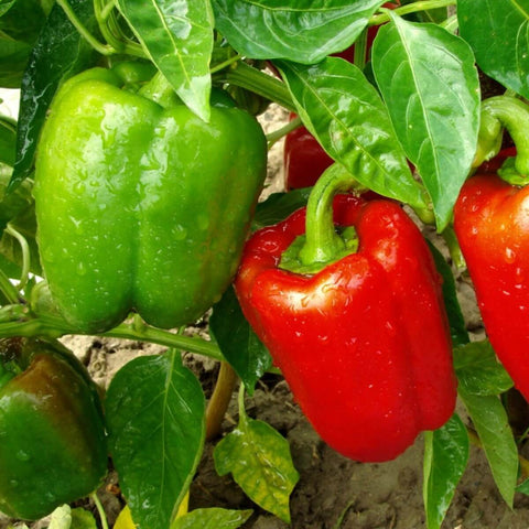 CALIFORNIA WONDER Open Pollinated Bell Pepper Seeds for Gardening and Farming