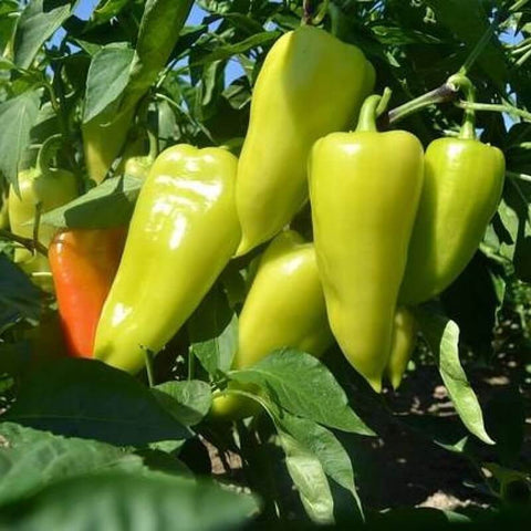 BLAVA Open Pollinated Hungarian Pepper Seeds for Gardening and Farming