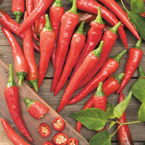 CALDO Open Pollinated Cayenne Pepper Seeds for Gardening and Farming