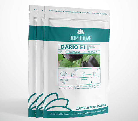 DARIO F1 High Quality Hybrid Eggplant Seed Package for Gardening and Farming