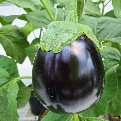 DARIO F1 Hybrid Eggplant Seeds for Gardening and Farming