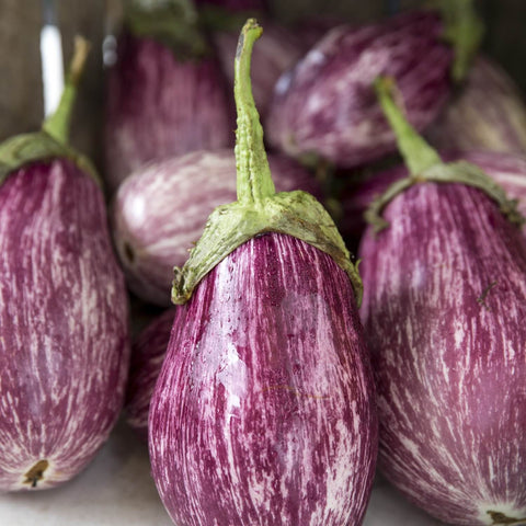 ENZO F1 Hybrid Eggplant Seeds for Gardening and Farming