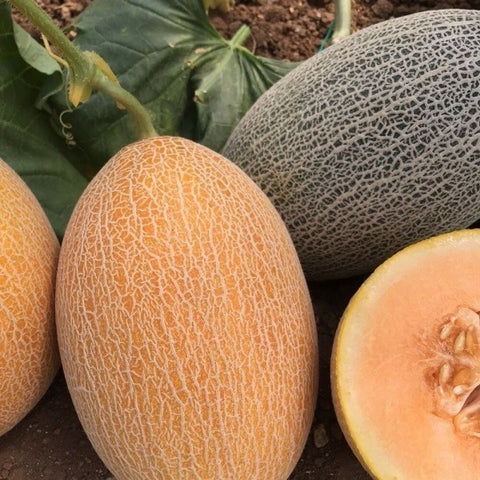 CASTRO F1 Hybrid Ananas Melon Seeds for Gardening and Farming