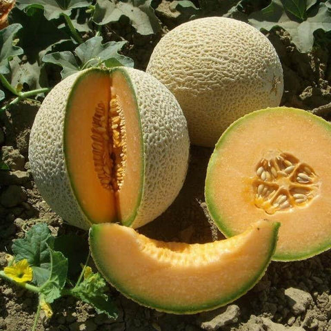 VIDAL F1 Hybrid Cantaloupe Melon Seeds for Gardening and Farming