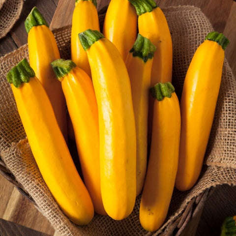 ROCCO F1 Hybrid Summer Squash Seeds for Gardening and Farming