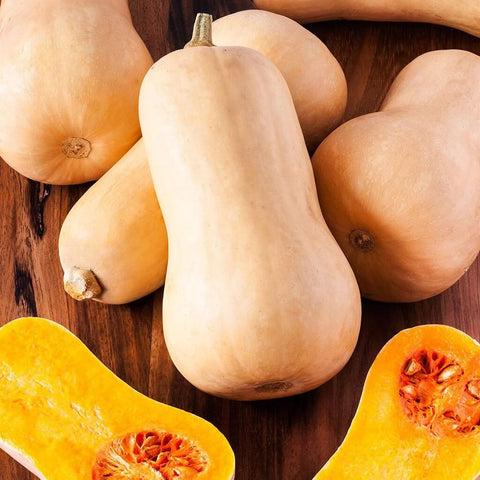 BUTTERNUT QUEEN Open Pollinated Squash Seeds for Gardening and Farming